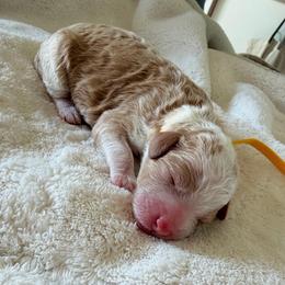 Yellow Girl - Brown and white female Bernedoodle puppy in Fort Gibson, Oklahoma from Waggle Doodles
