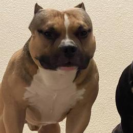 American Bullies from District 12 Kennels