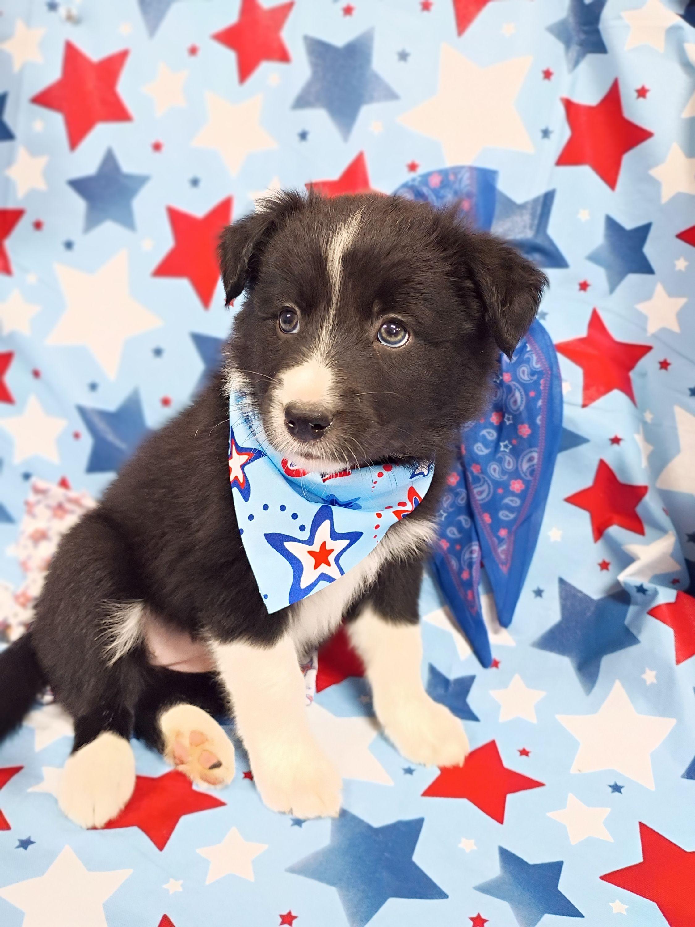 (Avani) Nala - Black and white female Border Collie puppy in Max, Nebraska from Stag Valley Homestead