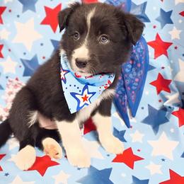 (Avani) Nala - Black and white female Border Collie puppy in Max, Nebraska from Stag Valley Homestead