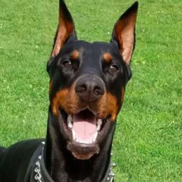 Doberman Pinschers from Sirus Dobermans