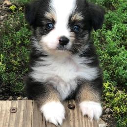 Toy Australian Shepherd Puppies from Kickapoo Creek Aussies