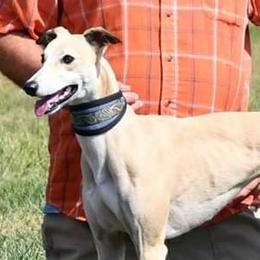 Kono - Whippet