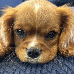 Cavalier King Charles Spaniel Puppies from FairHawk Downs