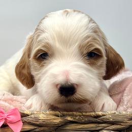 Pink Male - Parti male Goldendoodle puppy in Great Falls, Montana from Montana Goldendoodles