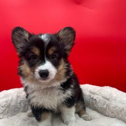 Joy - Black and tan female Pembroke Welsh Corgi puppy in Minooka, Illinois from Lucky J Corgis