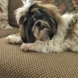 Shih Tzu Puppies from Willow Lane Shih Tzus