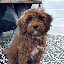 Simon - Goldendoodle