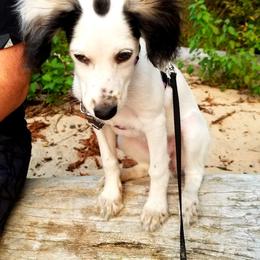 Companion Cross Puppies from Mandala Dogs