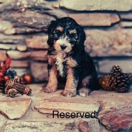 Boy 4 - Tri-color male Bernedoodle puppy in Montrose, Michigan from Livy’s Doodles