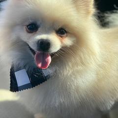Pomeranians from Real Puppies of Beverly Hills
