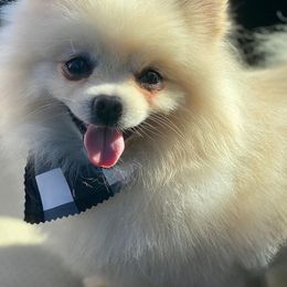 Pomeranians from Real Puppies of Beverly Hills