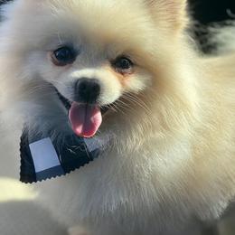 Pomeranians from Real Puppies of Beverly Hills