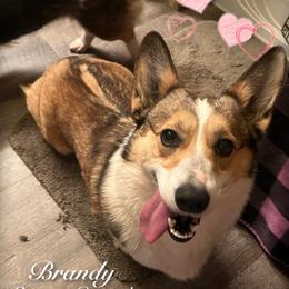 Brandy - Pembroke Welsh Corgi