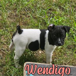 Wendigo - White and black female Rat Terrier puppy in Lynn, Alabama from Cryptic Rat Terriers