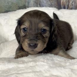 Abby's Shaded Cream Girl - Cream female Dachshund puppy in Kalama, Washington from Dazzling Doxies