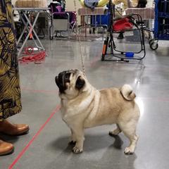 Pug All Grown Up from HOOPLA PUGS