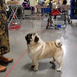 Pug All Grown Up from HOOPLA PUGS