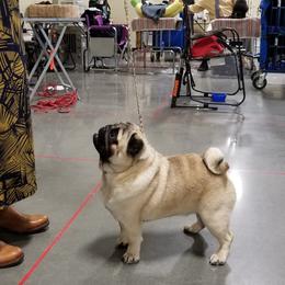 Pug All Grown Up from HOOPLA PUGS
