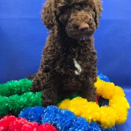 Expresso - Chocolate female Goldendoodle puppy in Summerville, South Carolina from Channys Doodles