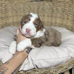 KIMBER - Phantom female Bernedoodle puppy in Corpus Christi, Texas from The Henke Doodles