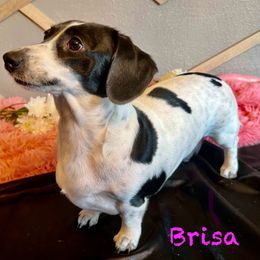 Brisa - Dachshund