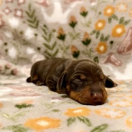 Stevie Nicks - Chocolate and tan female Dachshund puppy in Nampa, Idaho from 208 Wiener Wiggle Butts LLC