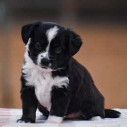 Marigold - Black tri female Miniature American Shepherd puppy in Chocowinity, North Carolina from Foxtail Hollow