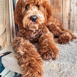 Goldendoodle Puppies from The Doodle Spot