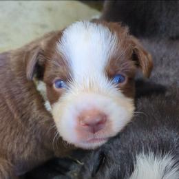 Woody - Red tri-color male Australian Shepherd puppy in Almo, Kentucky from Riley's Paw Pals