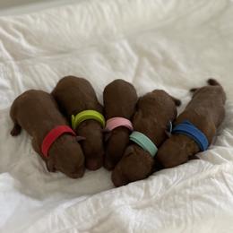 Poodle puppies from Pups and Paws Toy Poodles