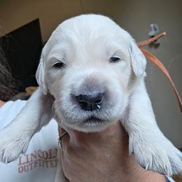 Orange - Golden male Golden Retriever puppy in Lucasville, Ohio from Halo Kennels