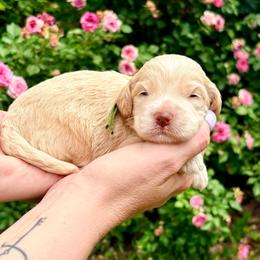 Joel (green) - Cream male Cockapoo puppy in Denver, Pennsylvania from Greenview Puppies