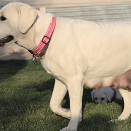 Bernese Mountain Dogs and Labrador Retrievers from misty ridge kennels
