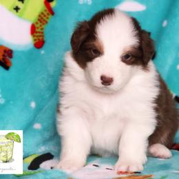 Margarita - Red tri-color female Australian Shepherd puppy in Springville, New York from RisingStar Australian Shepherds