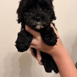Space - Black male Australian Labradoodle puppy in Denton, Texas from Liberty Hill Labradoodles