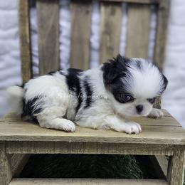 Jacob - Black tan and white male Japanese Chin puppy in Johnson City, Tennessee from Erin & Friends Japanese Chin