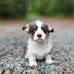 Garth Brooks - American Corgi puppy in Cameron, North Carolina from Butts Family Corgis