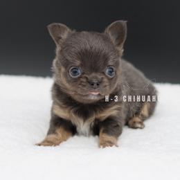 Colette - Chocolate blue female Chihuahua puppy in Tulsa, Oklahoma from H-3 Chihuahuas
