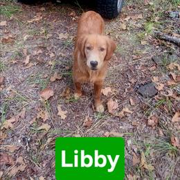 Libby - Golden Retriever