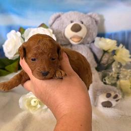 Conure - Red  female Poodle puppy in Depew, Oklahoma from Poodles Perfected