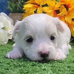Sonny - White and lemon male Maltese puppy in Aurora, Missouri from KnJ Precious Paws LLC