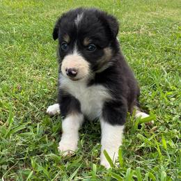 Daisy - Tri-color female Border Collie puppy in Chattanooga, Tennessee from Ross Vegas Kennels