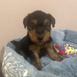 Finn - Black and tan male Welsh Terrier puppy in Park Rapids, Minnesota from Peggy’s Terriers