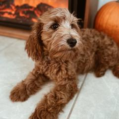 Ruby - Double Doodle