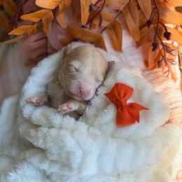 Apple - Apricot female Goldendoodle puppy in Queen Creek, Arizona from Sunny Doodles
