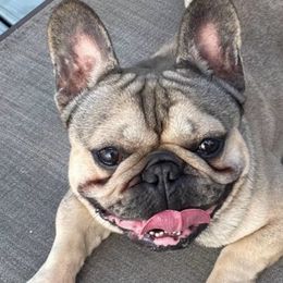 French Bulldogs from Florida Frenchies By the Sea, LLC