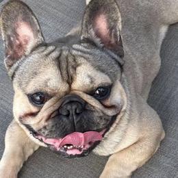 French Bulldogs from Florida Frenchies By the Sea, LLC