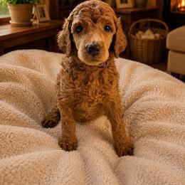 Supra - Red  female Poodle puppy in Mount Vernon, Illinois from AMC Poodles