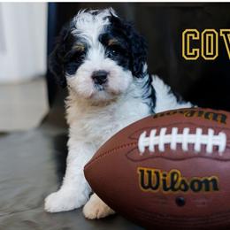 Cove - Tri-color male Bernedoodle puppy in Gilbert, Arizona from Safe Havynn Doodles